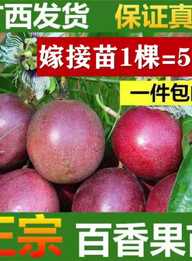 纯甜大黄金百香果嫁接苗爬藤