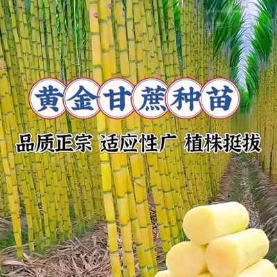 正宗广西甘蔗种苗带芽易种盆栽