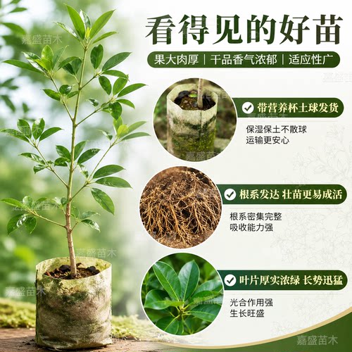 高产嫁接大红八角果树苗
