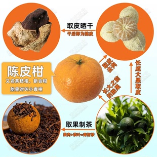 嫁接陈皮柑苗正宗果树苗取皮晒干制茶新鲜爆汁包甜当年种植当年结