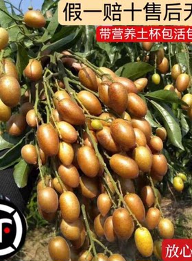 南北方庭院黑金刚黄皮嫁接苗
