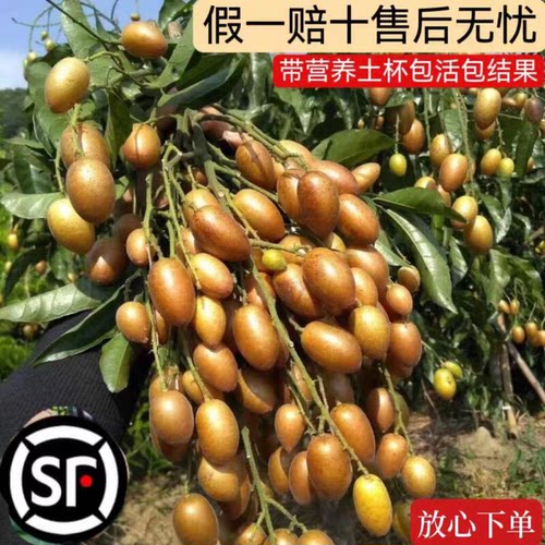 南北方庭院黑金刚黄皮嫁接苗