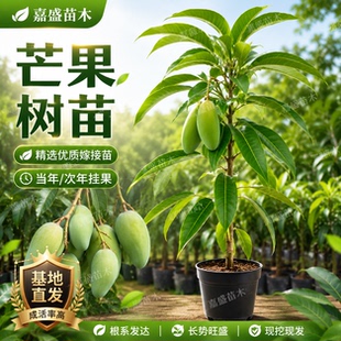 正宗嫁接芒果树苗带土带叶金煌妃台农多品种南北方盆栽地栽年结果