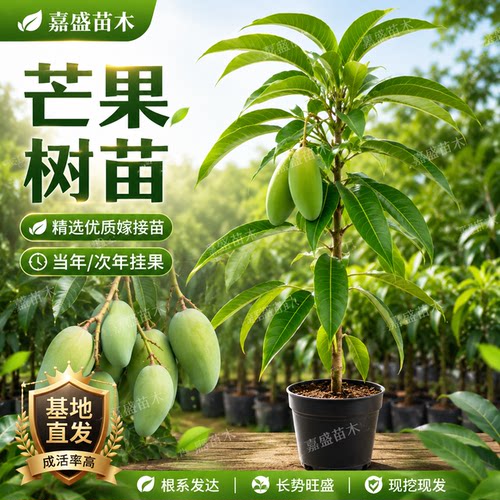 正宗嫁接芒果树苗南北方可种年结