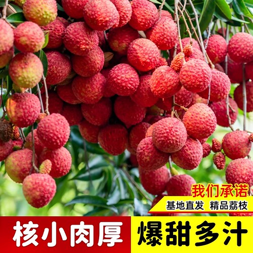 广西正品荔枝嫁接苗妃子笑无核