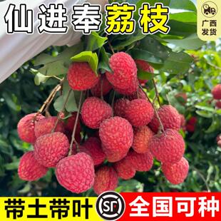 仙进奉荔枝苗无核桂味特大果树嫁接盆栽地栽种植妃子笑糯米糍果苗