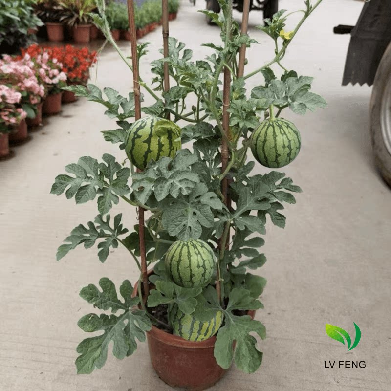 盆栽阳台嫁接西瓜苗8424麒麟大西瓜四季种籽子蔬菜瓜果小西瓜苗秧