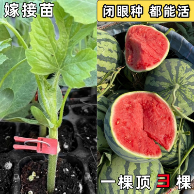 西瓜苗秧嫁接苗8424麒麟美都带土壮苗超甜高产南方阳台水果蔬菜苗