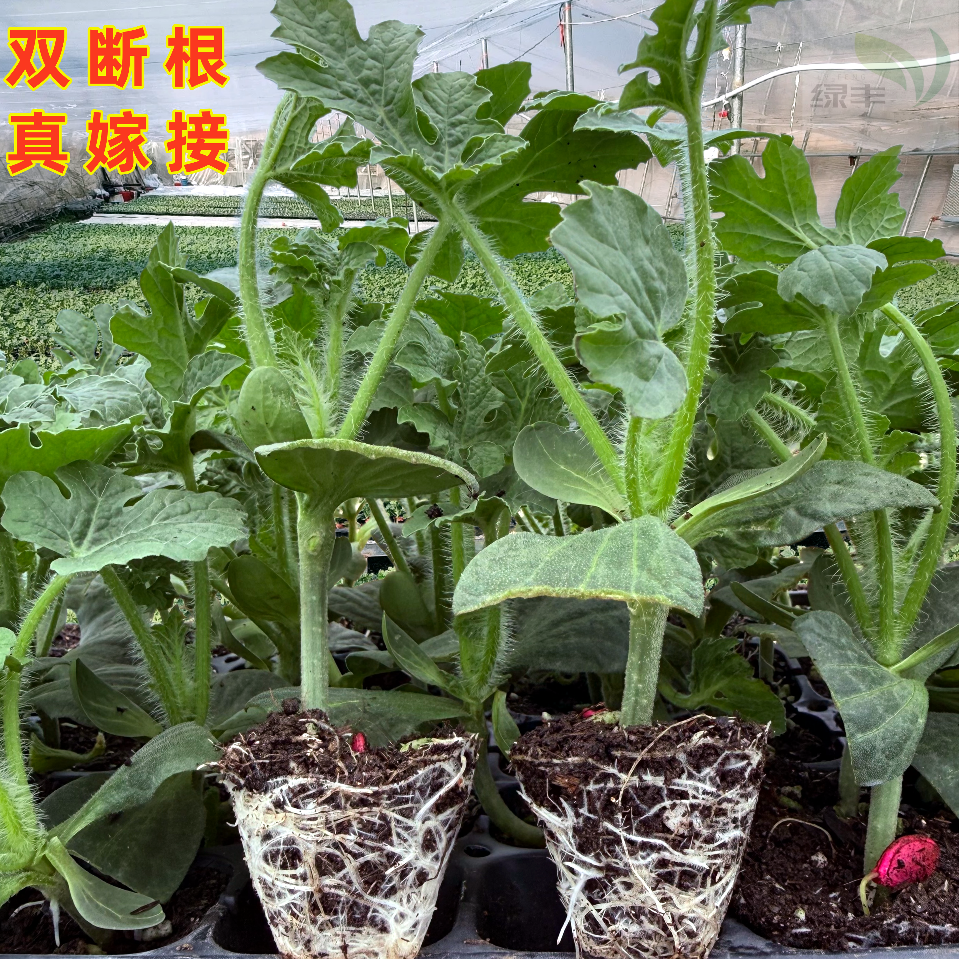 西瓜苗嫁接8424美都无籽麒麟懒汉甜王南方种植阳台盆栽水果苗秧苗