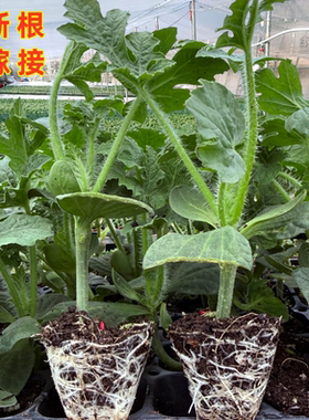 西瓜苗嫁接8424美都无籽麒麟懒汉甜王南方种植阳台盆栽水果苗秧苗