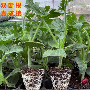 西瓜苗嫁接8424美都无籽麒麟懒汉甜王南方种植阳台盆栽水果苗秧苗