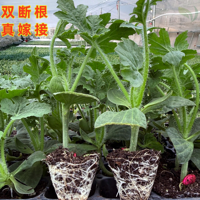 西瓜苗嫁接8424美都无籽麒麟懒汉甜王南方种植阳台盆栽水果苗秧苗