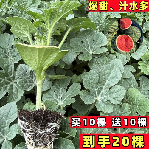 西瓜苗秧麒麟8424带土嫁接壮苗高产易活南方阳台盆栽地栽大田种植