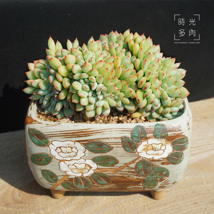 时光多肉花园/精品多肉植物勇敢缀化老桩稀有一物一拍包邮萌肉肉