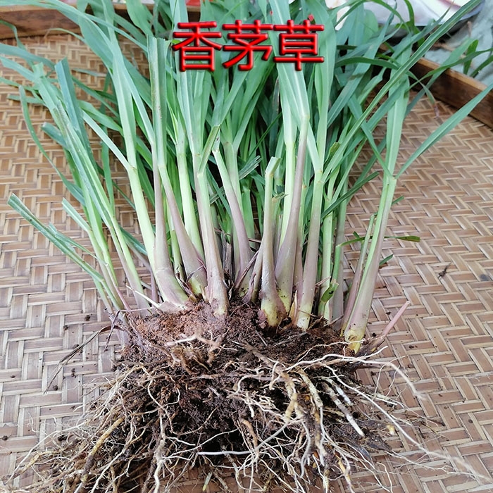30棵包邮新鲜香茅草种苗柠檬草苗盆栽香草泰国香草汤料