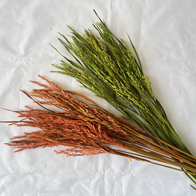 稻穗干花稻谷干花谷子干花