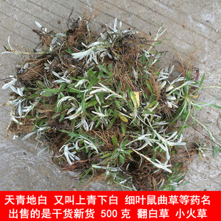 细叶鼠曲草 又叫天青地白 上青下白 或小火草 精选新货 500克包邮