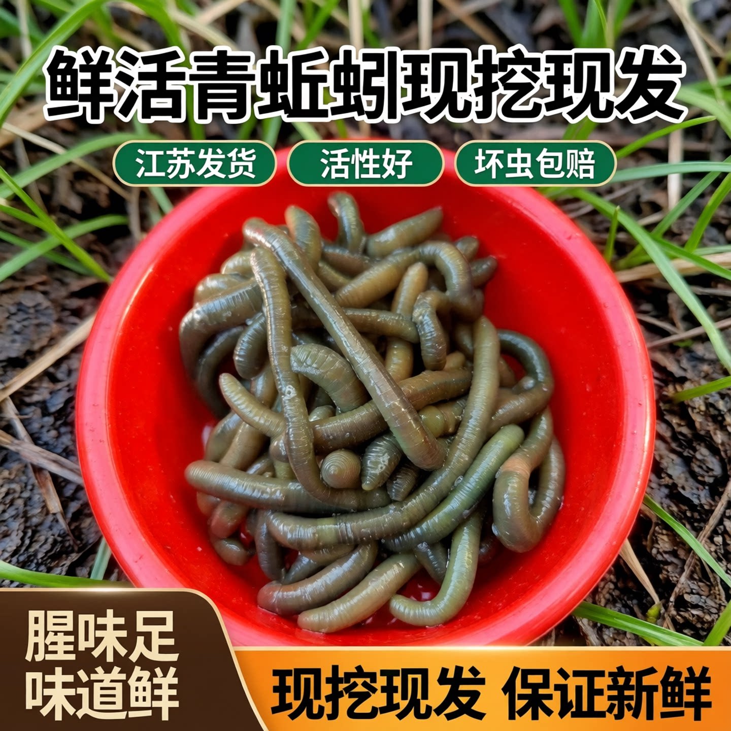 黑蚯蚓青蚯蚓特大蚯蚓钓鱼鱼饵垂钓钓黄鳝活饵活体臭蚯蚓野钓装备