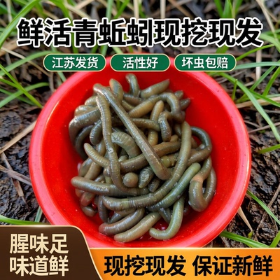 黑蚯蚓青蚯蚓特大蚯蚓钓鱼鱼饵垂钓钓黄鳝活饵活体臭蚯蚓野钓装备
