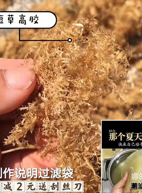 海石花干货洋菜膏岩衣胶