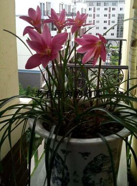球根草本菜园韭菜兰自己种的