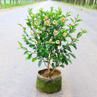 含笑花盆栽树苗室内阳台浓香型带花苞香蕉花庭院四季开花耐寒植物