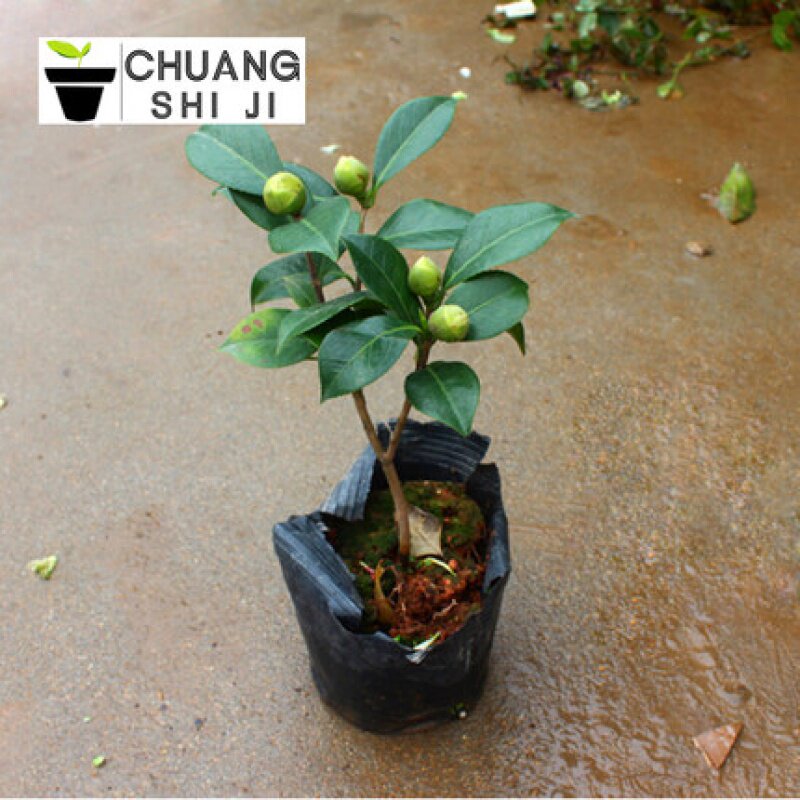 山茶花苗耐寒盆栽带花一树多色树苗花卉观花植物室内