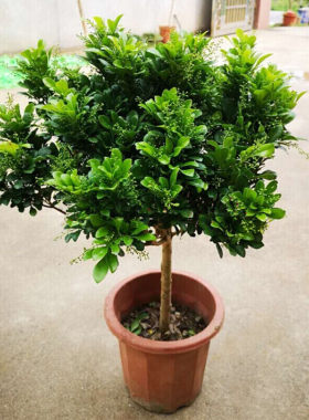 树形独杆米兰九里香盆栽花四季开花不断室内香花植物净化空气老桩