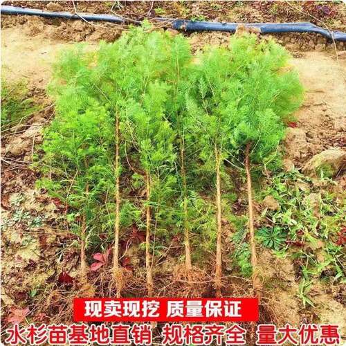 绿化工程苗 水杉树苗水杉苗园林景观是秋叶观赏树种水杉小苗