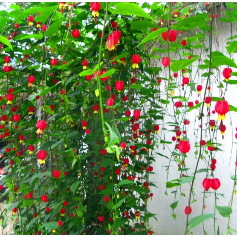 藤本花卉悬风铃花蔓性红灯笼花盆栽藤蔓植物庭院阳台爬藤-封面