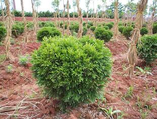 狮子头黄杨 雀舌黄杨 黄杨 雀舌黄杨小苗 黄杨苗 雀舌黄杨苗