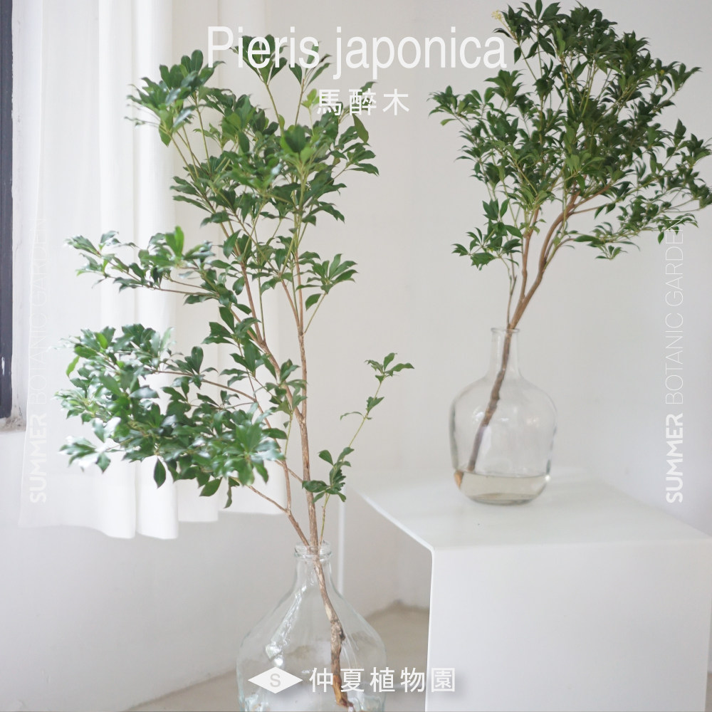 【SUMMER】日本进口马醉木切枝吊钟鲜切花枝室内水培花期长桌花在类目 鲜花速递/花卉仿真/绿植园艺, 鲜花速递(同城)中 - 来自Buy2taobao.com提供专业的淘宝代购服务