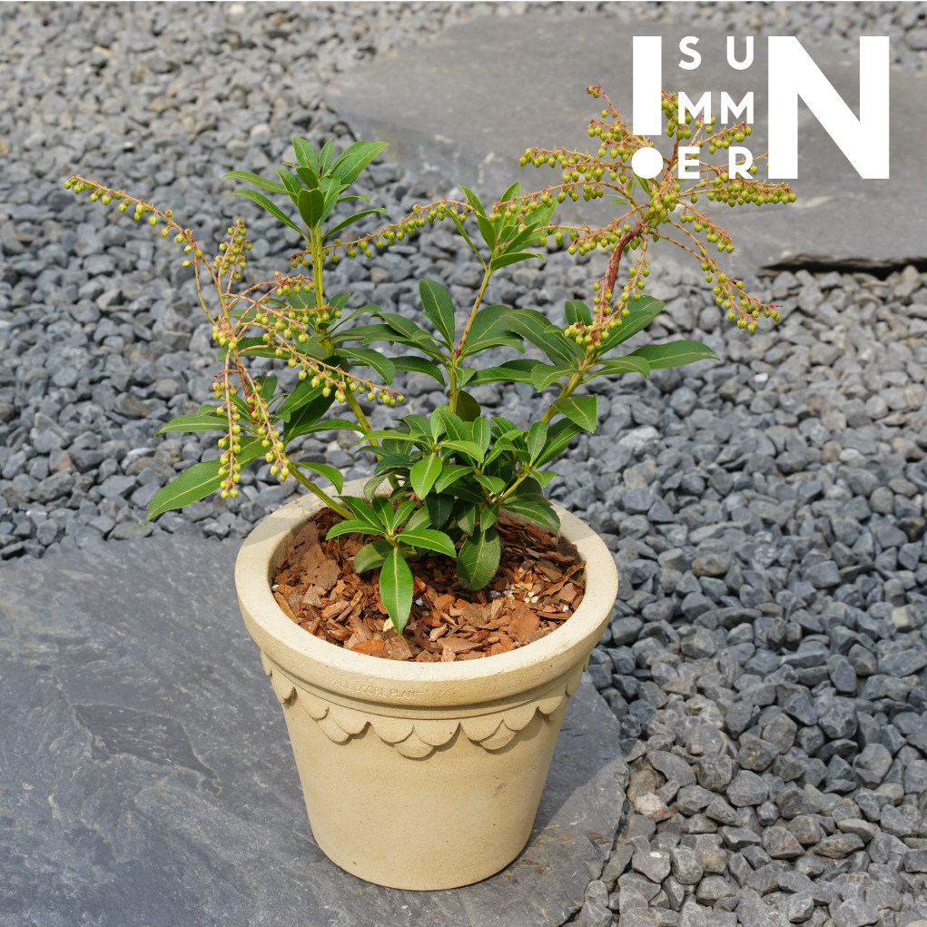 马醉木盆栽 常绿观叶植物 花园 阳台庭院地栽 耐寒绿植 树苗