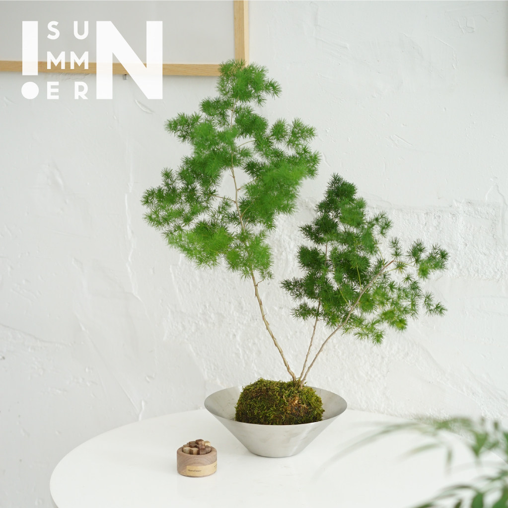 蓬莱松球松常绿观叶绿植植物 耐阴盆栽桌面阳台户外放青松苔藓球