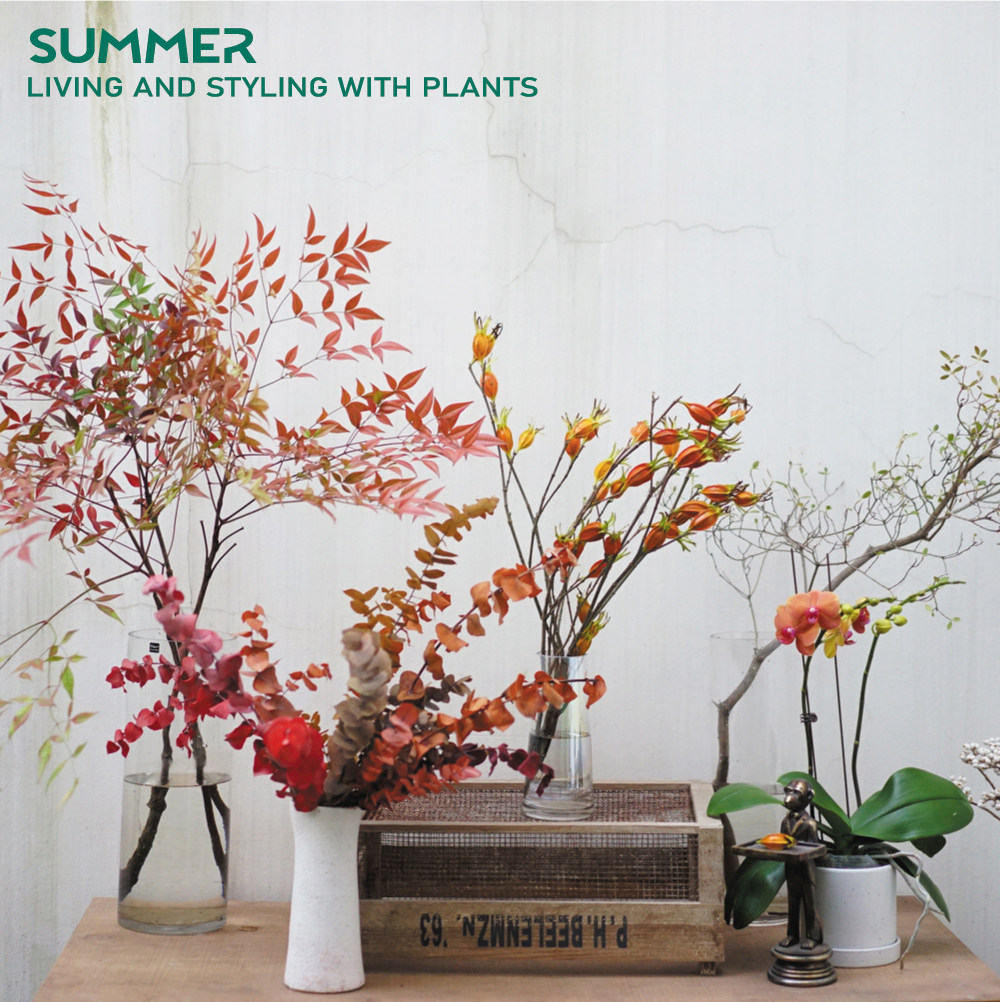 仲夏植物园推荐秋色枝材杭州鲜花配送花材切枝鲜切花客户花束在类目 鲜花速递/花卉仿真/绿植园艺, 鲜花速递(同城)中 - 来自Buy2taobao.com提供专业的淘宝代购服务