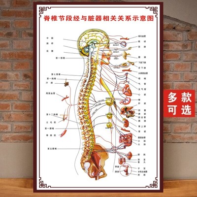 人体脊柱节段神经与脏器相关示意图分布图相关疾病挂图脊椎全息图