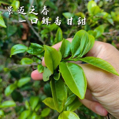 2025头春头采景迈小树乔木春200克 生普散料 香鲜甘甜超好喝