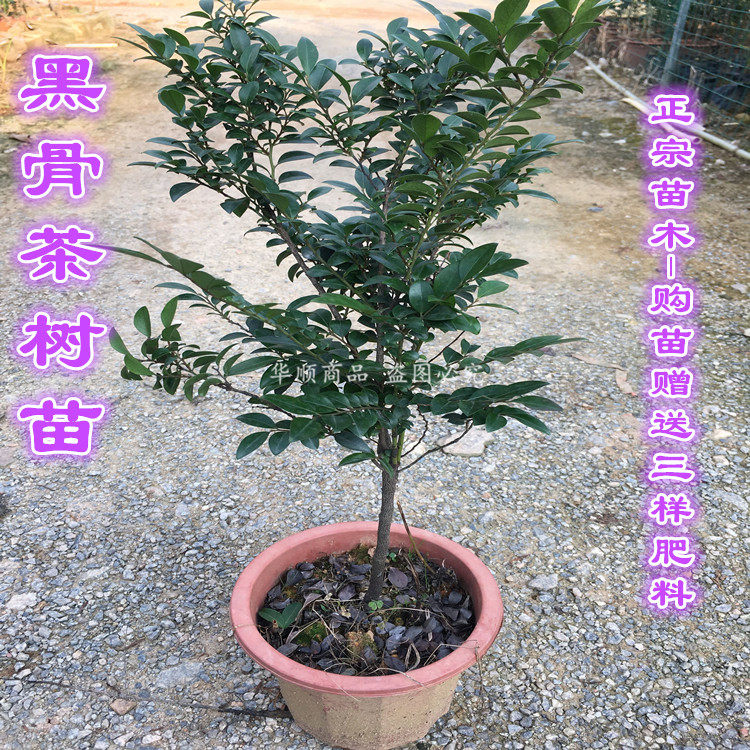 台湾黑骨茶苗紫檀盆栽树苗造型庭院阳台盆景植物
