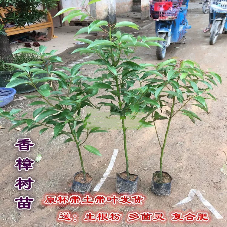 庭院龙脑香小苗驱蚊树绿化