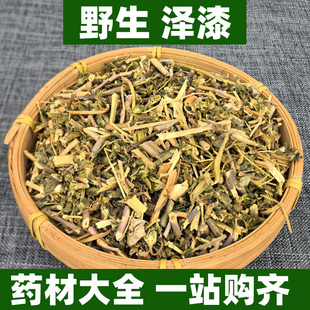 广西野生泽漆中药材新鲜则漆五朵云猫眼草五凤草灯台草猫二眼泽七