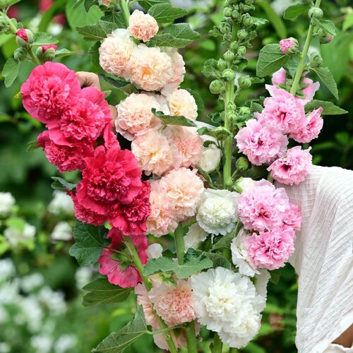 家乐园艺蜀葵草本植物庭院