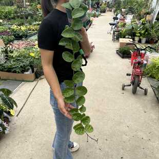 克林顿球兰盆栽室内阳台垂吊植物耐阴净化空气好养易活