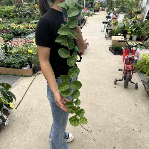 好养易活净化空气阳台垂吊植物