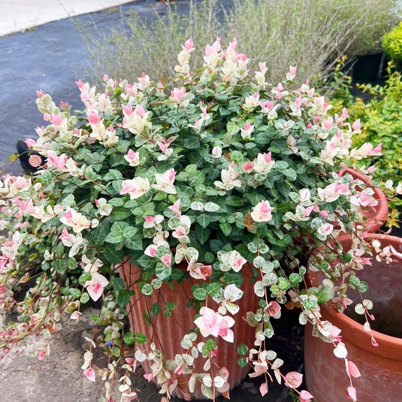 耐晒耐寒花叶络石好养庭院