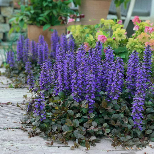 家乐园艺筋骨草宿根花卉庭院春秋