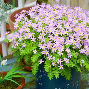 安徽羽叶报春花苗爆花神器花期长陕西羽叶报春阳台庭院花卉多年生