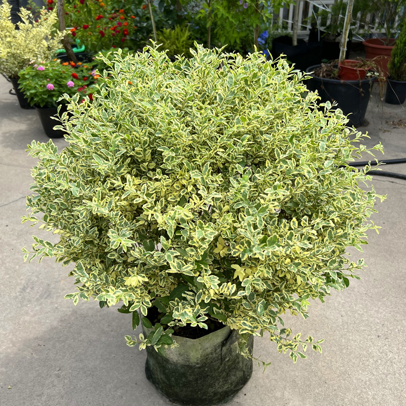 家乐园艺多年生灌木植物四季常绿