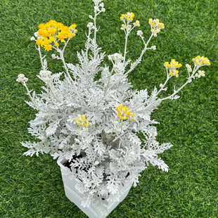 银叶菊耐寒花卉室外花园庭院植物银色叶子多年生好养易活包邮