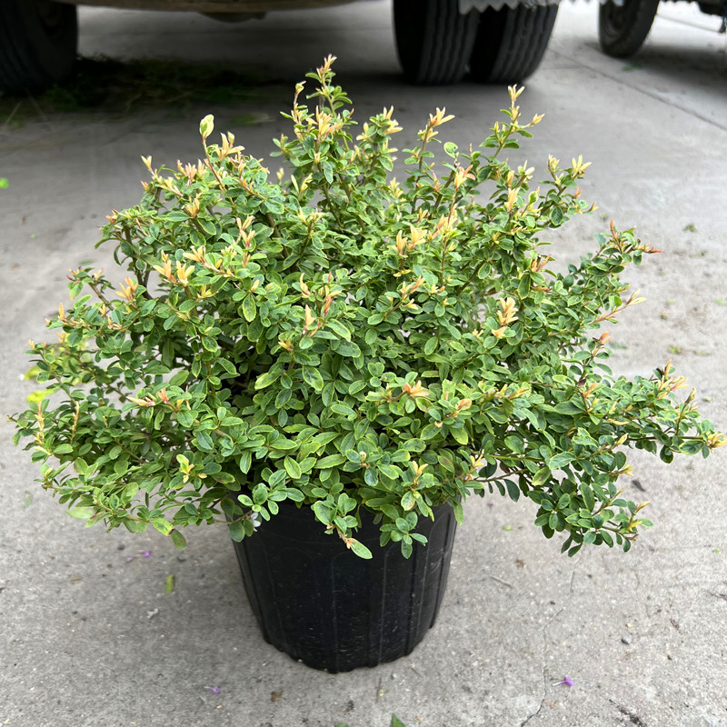 小丑火棘庭院花卉美观