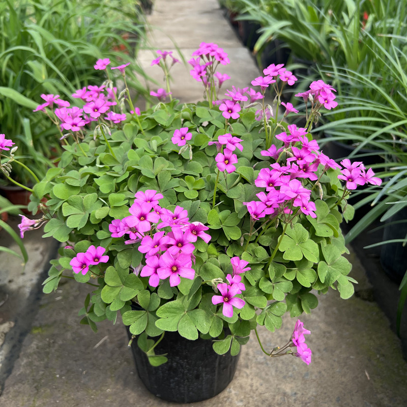 家乐园艺醡浆草草本植物庭院花园